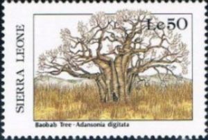 Tree (Adansonia digitata)