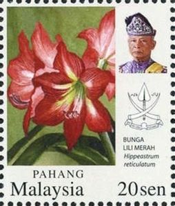 Hippeastrum reticulatum