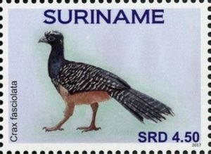Bare-faced Curassow (Crax fasciolata)