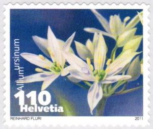 Wild Garlic (Allium ursinum)