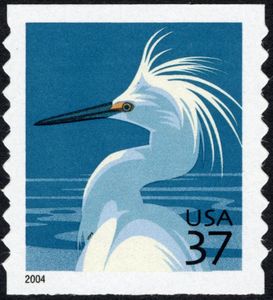 Snowy Egret (Egretta thula)