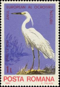 Little Egret (Egretta garzetta)