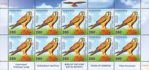 Common Kestrel (Falco tinnunculus)