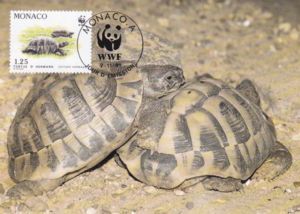 Hermann's Tortoise (Testudo hermanni)