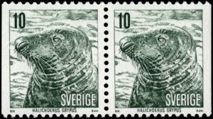 Grey Seal (Halichoerus grypus)