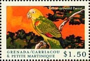 Yellow-crowned Parrot (Amazona oratrix)