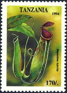 Nepenthes hybrida