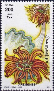 Anemone