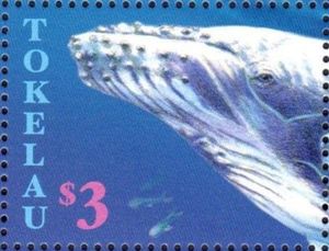 Humpback Whale (Megaptera novaeangliae)