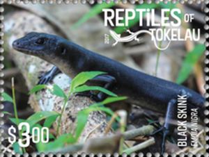 Black Emo Skink (Emoia nigra)