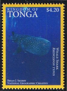 Whale Shark (Rincodon typus)