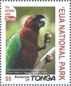 Red Shining-Parrot (Prosopeia tabuensis)