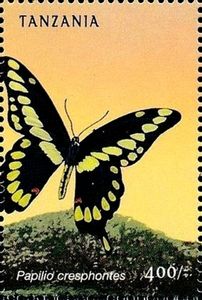 Giant Swallowtail (Papilio cresphontes)