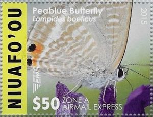 Peablue Butterfly (Lampides boeticus)