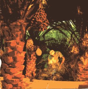 Reaping a plentiful Date Harvest