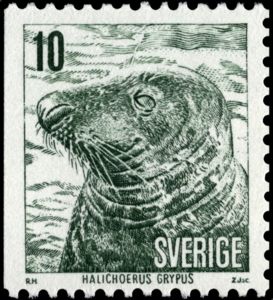 Grey Seal - Halichoerus grypus