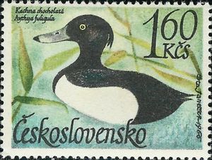 Tufted Duck (Aythya fuligula)