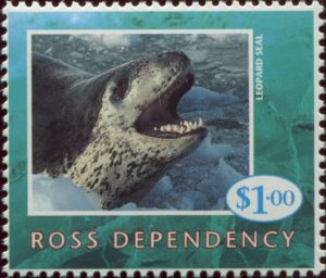 Leopard Seal (Hydrurga leptonyx)