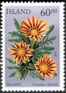 Treasure flower (Gazania x hybrida)