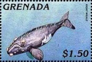 North Atlantic Right Whale (Eubalaena glacialis)