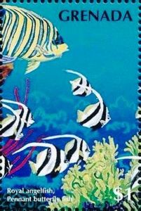 Royal angelfish