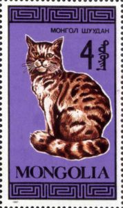 Domestic Cat (Felis silvestris catus)