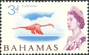 Caribbean Flamingo (Phoenicopterus ruber)