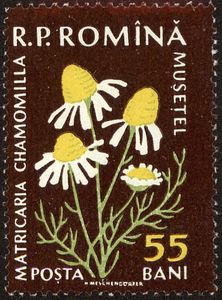 Chamomile (Matricaria chamomilla)
