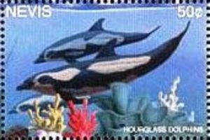 Hourglass Dolphin (Sagmatias cruciger)