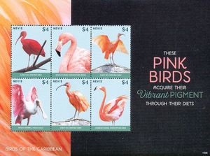 Pink Birds of the Caribbean (1)