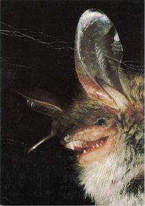 Bechstein's bat (Myotis bechsteinii)