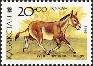 Asiatic Wild Ass (Equus hemionus onager)
