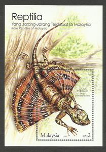 Five-lined Flying Dragon (Draco quinquefasciatus)