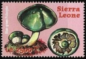 Psilocybe coprophila