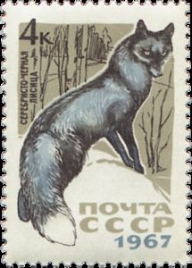 Silver Fox (Vulpes vulpes var.)