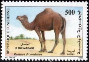 Dromedary (Camelus dromedarius)