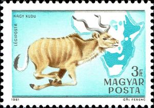 Greater Kudu (Tragelaphus strepsiceros)