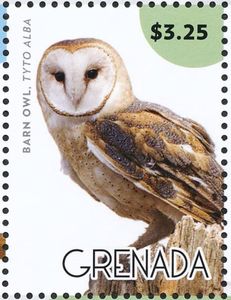 Barn Owl (Tyto alba)