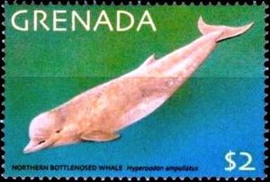 Northern Bottlenose Whale (Hyperoodon ampullatus)