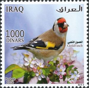 European Goldfinch (Carduelis carduelis)
