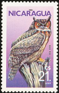 Great Horned Owl (Bubo virginianus)