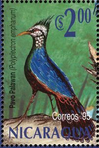 Palawan Peacock-Pheasant (Polyplectron emphanum)