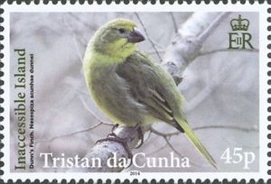 Inaccessible Island Finch (Nesospiza acunhae)