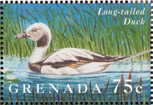 Long-tailed Duck Clangula hyemalis
