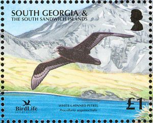 White-chinned Petrel (Procellaria aequinoctialis)