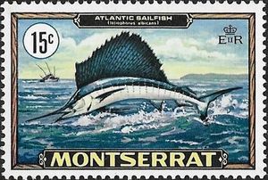 Atlantic Sailfish (Istiophorus albicans)