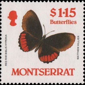 Red Rim (Biblis hyperia)