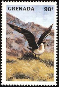 Arctic Skua (Stercorarius parasiticus)