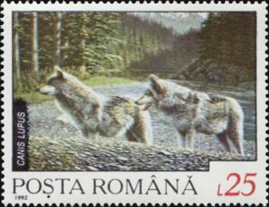 Wolf (Canis lupus)