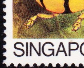 Netty Ladybird Beetle (Heteroneda reticulata)